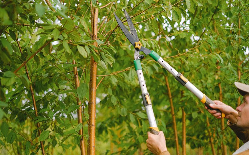 Tree trimming in Valley City, ND